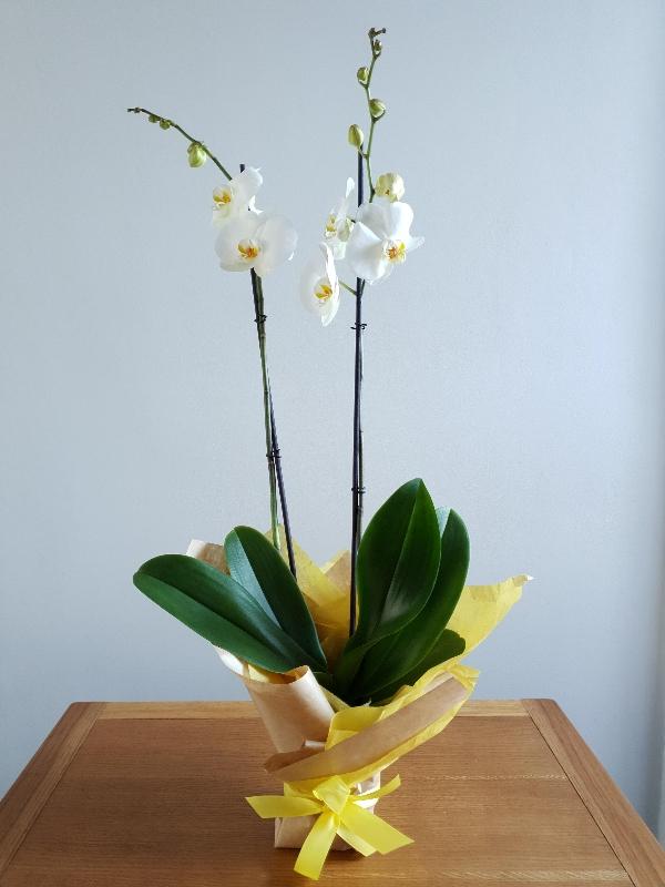 Phalenopsis orchid plant