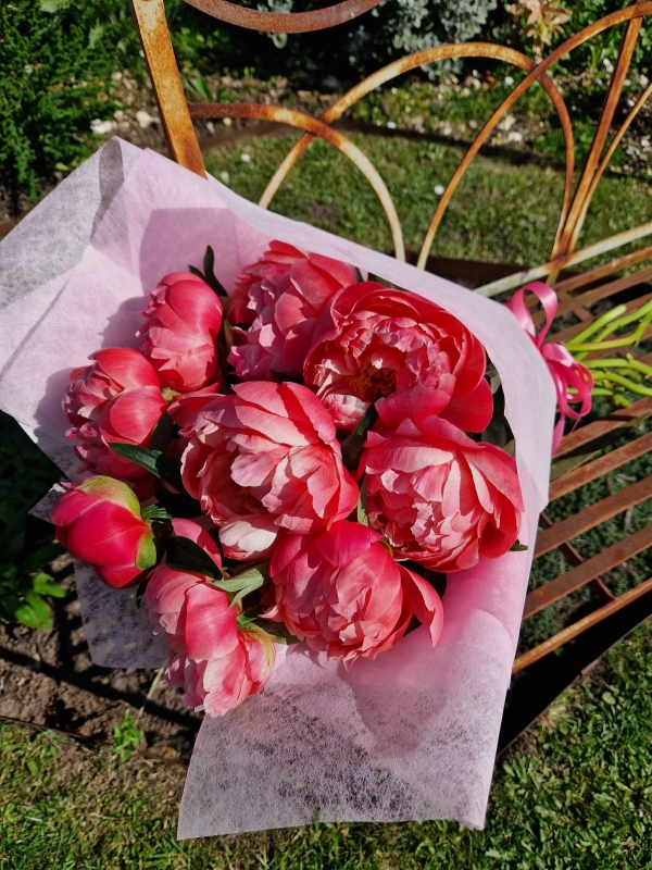 Spring, Paeonies, Peonies, Peony, Coral Charm, 