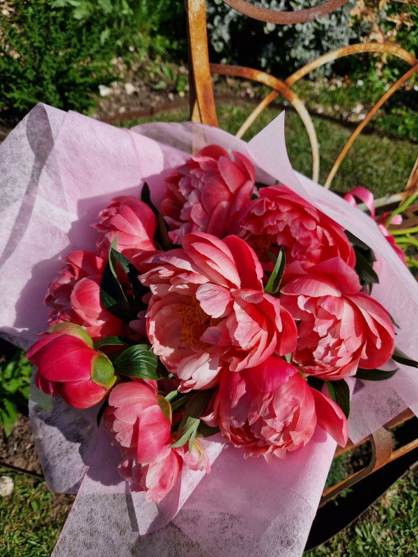 Spring, Paeonies, Peonies, Peony, Coral Charm, 