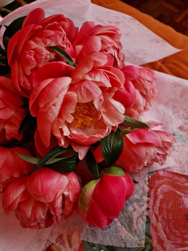Spring, Paeonies, Peonies, Peony, Coral Charm, 