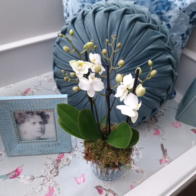Mini Orchids British Grown