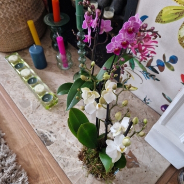 Mini Orchids British Grown