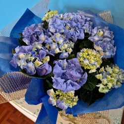 Hydrangea Plant
