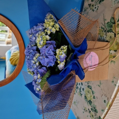 Hydrangea Plant