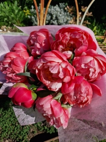 Spring, Paeonies, Peonies, Peony, Coral Charm, 