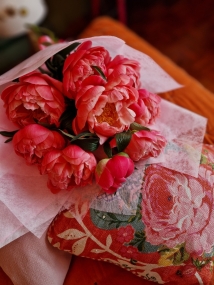 Spring, Paeonies, Peonies, Peony, Coral Charm, 