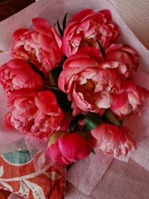 Spring, Paeonies, Peonies, Peony, Coral Charm, 