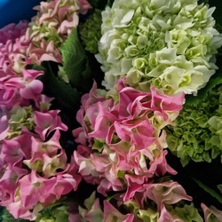 Hydrangea Plant