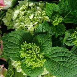 Hydrangea Plant