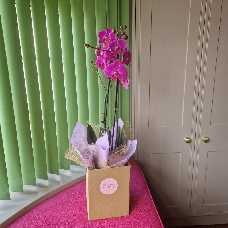 Phalenopsis orchid plant