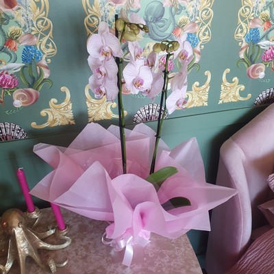 Phalenopsis orchid plant