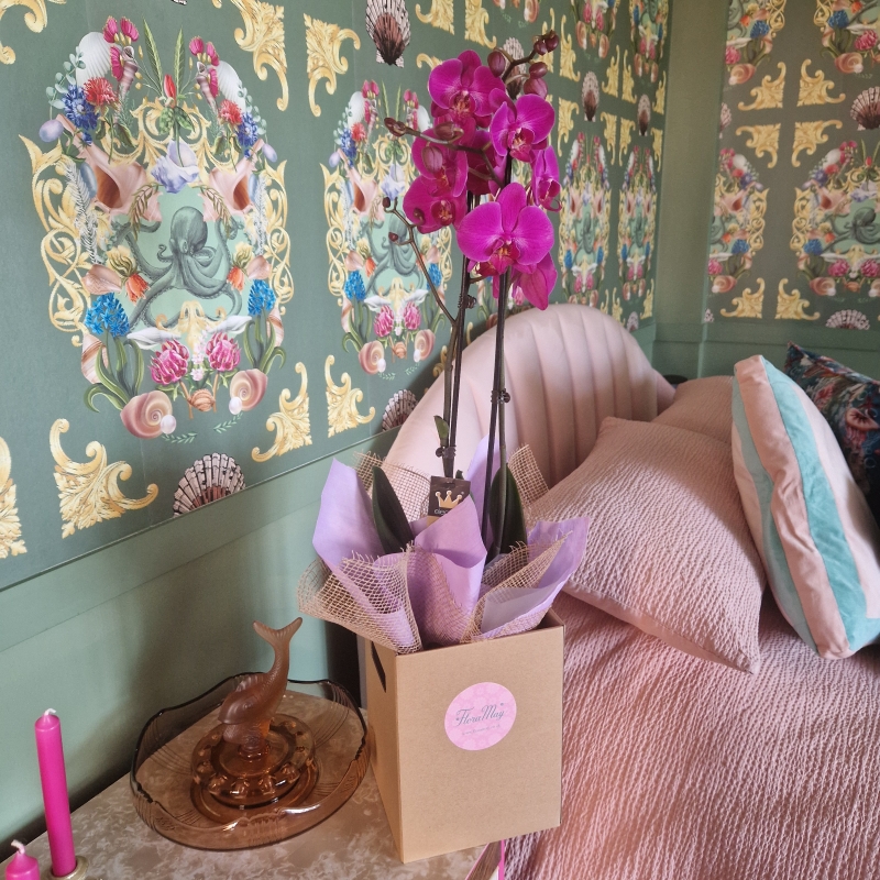 Phalenopsis orchid plant