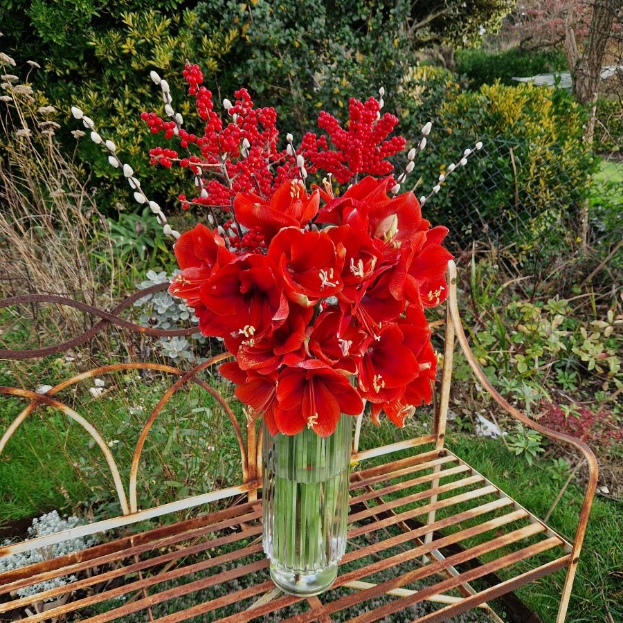 Christmas vase arrangement with red amaryllis, ilex berries, and pussy willow.