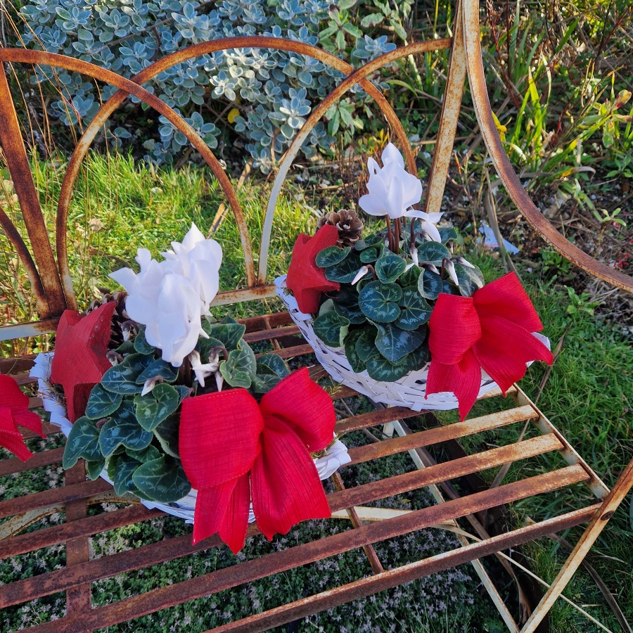 White cyclamen plant in a white wicker boat‑shaped basket, decorated with a red bow, wooden star, and small pine cone.