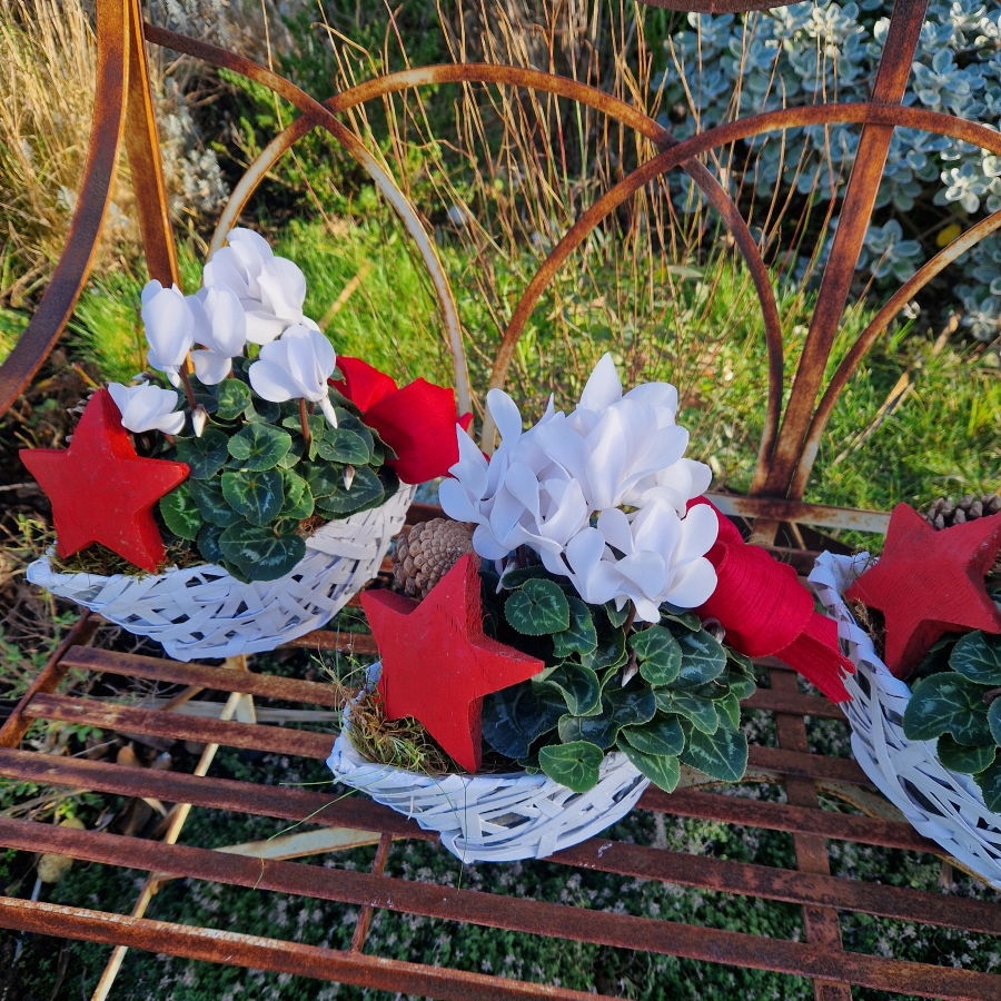 White cyclamen plant in a white wicker boat‑shaped basket, decorated with a red bow, wooden star, and small pine cone.