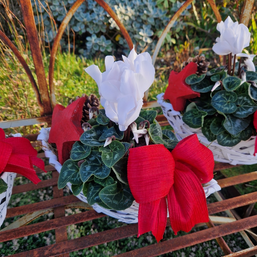 White cyclamen plant in a white wicker boat‑shaped basket, decorated with a red bow, wooden star, and small pine cone.