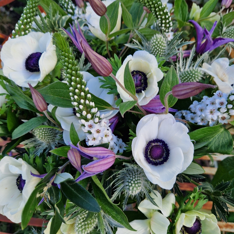 Spring bouquet with white Mistral Anemones, purple Clematis, Lysimachia, and white sea holly, inspired by East Dean’s cottage gardens and coastal charm.