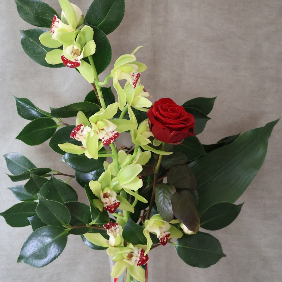 A tall glass vase arrangement featuring a green cymbidium orchid stem and a single velvety red rose, with glossy green foliage and trailing red and green ribbons.