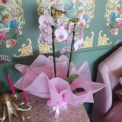 Phalenopsis orchid plant