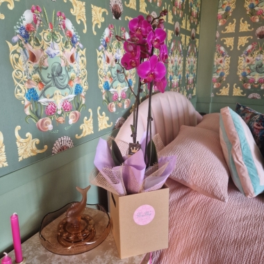 Phalenopsis orchid plant
