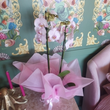 Phalenopsis orchid plant