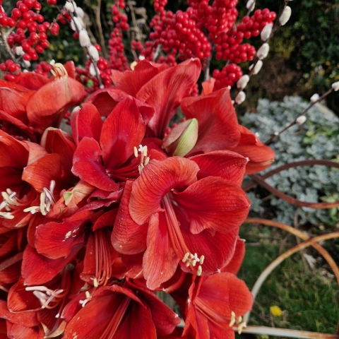Christmas vase arrangement with red amaryllis, ilex berries, and pussy willow.