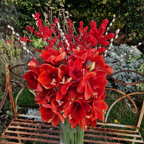 Christmas vase arrangement with red amaryllis, ilex berries, and pussy willow.