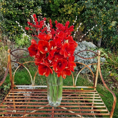 Christmas vase arrangement with red amaryllis, ilex berries, and pussy willow.
