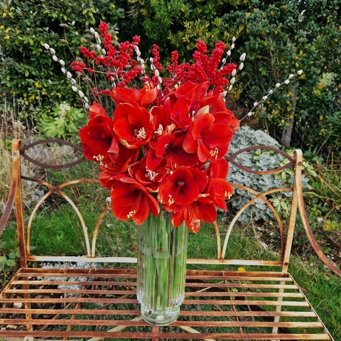 Christmas vase arrangement with red amaryllis, ilex berries, and pussy willow.