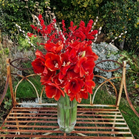 Christmas vase arrangement with red amaryllis, ilex berries, and pussy willow.
