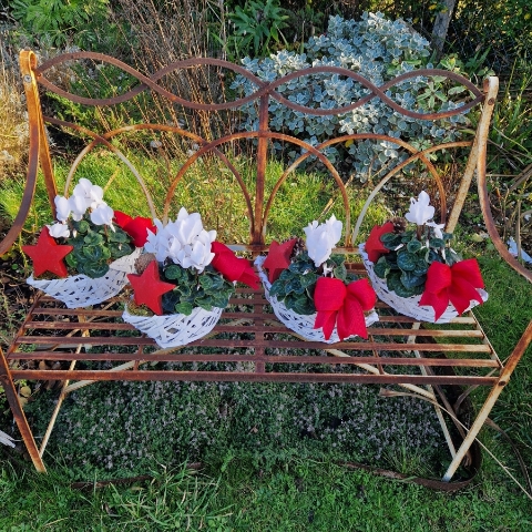 White cyclamen plant in a white wicker boat‑shaped basket, decorated with a red bow, wooden star, and small pine cone.