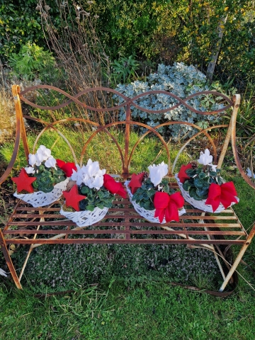 White cyclamen plant in a white wicker boat‑shaped basket, decorated with a red bow, wooden star, and small pine cone.