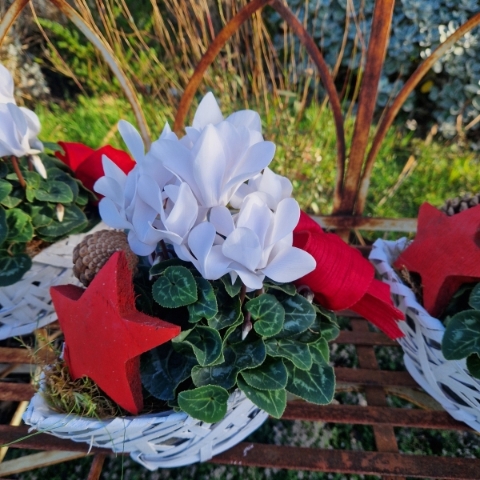 White cyclamen plant in a white wicker boat‑shaped basket, decorated with a red bow, wooden star, and small pine cone.