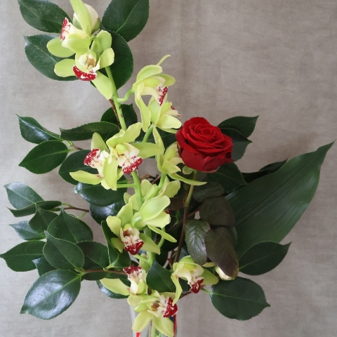 A tall glass vase arrangement featuring a green cymbidium orchid stem and a single velvety red rose, with glossy green foliage and trailing red and green ribbons.