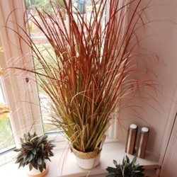 Faux autumn grass plant